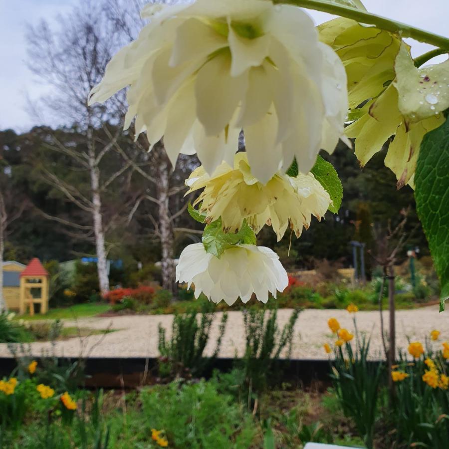 Oaktree Guest House Narbethong Buitenkant foto