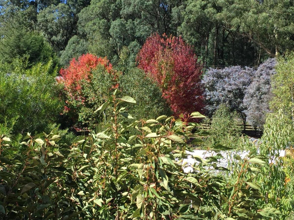 Oaktree Guest House Narbethong Buitenkant foto